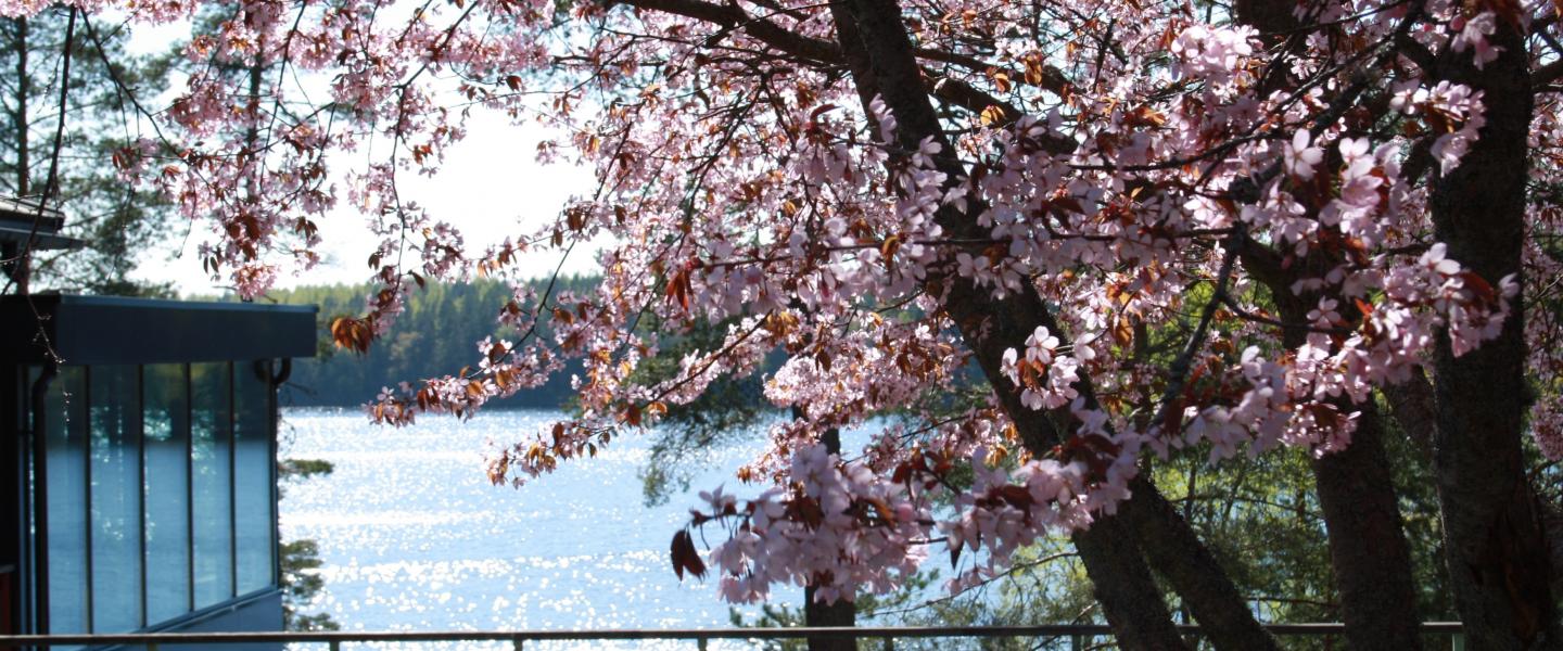 Kirsikkapuut kukkivat järven rannalla