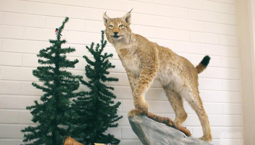 Täytetty ilves illallistilan koristeena