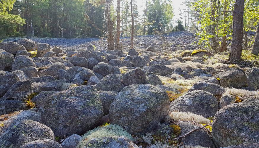 Varikattilanmäen pirunpelto, eli jääkauden muodostama muinaisranta aamuauringossa